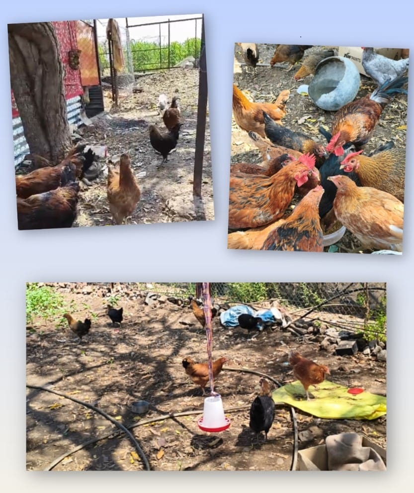 ६० व्या वर्षी उभा केला स्वावलंबनाचा मार्ग